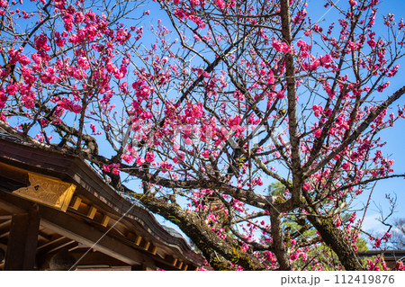 【京都風景】北野界隈　春を待つ梅の花の可憐な姿 112419876