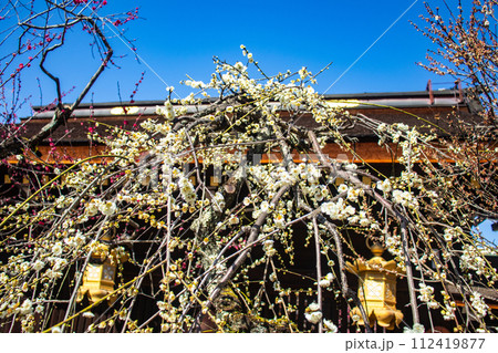 【京都風景】北野界隈　春を待つ梅の花の可憐な姿 112419877