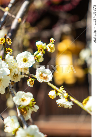 【京都風景】北野界隈 春を待つ梅の花の可憐な姿 【京都風景】北野界隈 春を待つ梅の花の可憐な姿 112419878