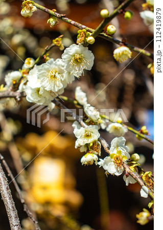 【京都風景】北野界隈　春を待つ梅の花の可憐な姿 112419879