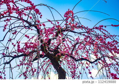 【京都風景】北野界隈　春を待つ梅の花の可憐な姿 112419880