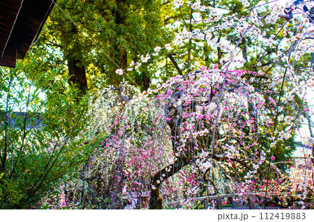 【京都風景】北野界隈 春を待つ梅の花の可憐な姿 【京都風景】北野界隈 春を待つ梅の花の可憐な姿 112419883