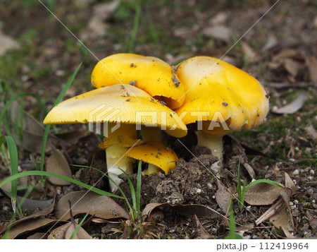 キタマゴタケの生態写真 112419964