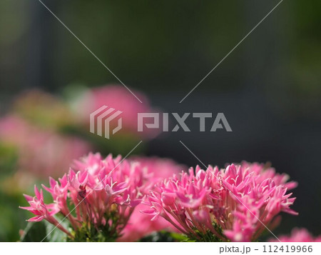 ペンタスの花とコピースペース ペンタスの花とコピースペース 112419966