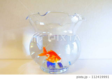 キンギョ　金魚　魚　夏　日本　和 112419991