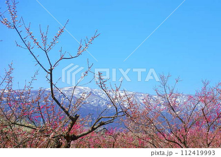 満開の梅　梅林　最上川　長井市 112419993