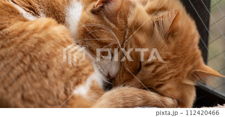 窓辺で眠る二匹の猫 窓辺で眠る二匹の猫 112420466