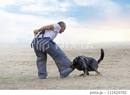 training of rottweiler training of rottweiler 112420792