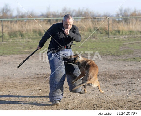 training of belgian shepherd training of belgian shepherd 112420797