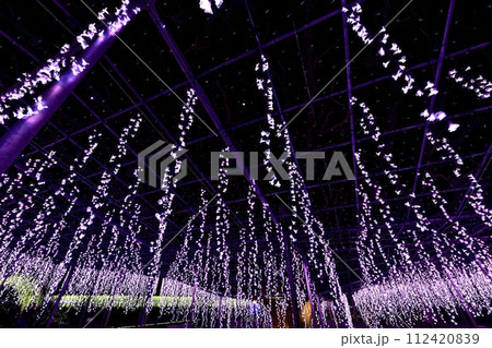 フジ棚のイルミネーション輝る冬の足利フラワーパーク 112420839