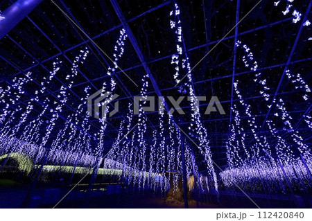 フジ棚のイルミネーション輝る冬の足利フラワーパーク 112420840