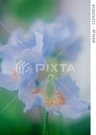 ヒマラヤの青いケシ ヒマラヤの青いケシ 112420919