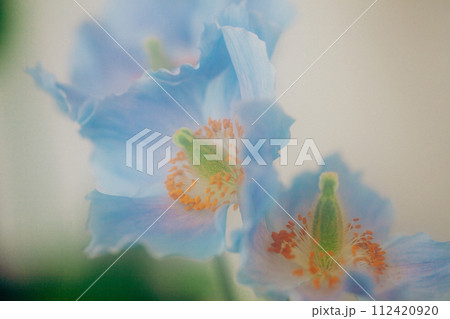 ヒマラヤの青いケシ ヒマラヤの青いケシ 112420920