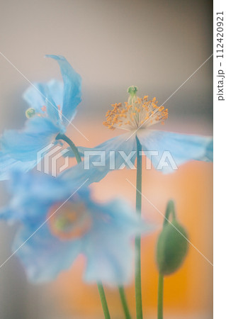 ヒマラヤの青いケシ ヒマラヤの青いケシ 112420921