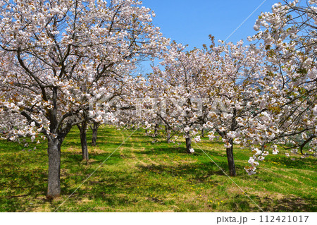 桜景　千曲川堤防桜堤 112421017