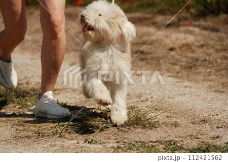 White dog puppy walks in a poppy field. Natural background with dog puppy walks on a summer Sunny meadow surrounded by flowers. 112421562