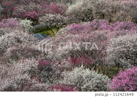 三重県いなべ市農業公園・梅林 三重県いなべ市農業公園・梅林 112421649