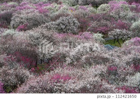 三重県いなべ市農業公園・梅林 三重県いなべ市農業公園・梅林 112421650