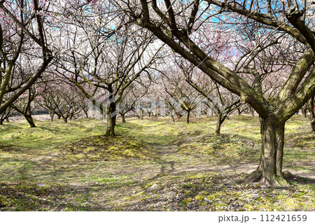 三重県いなべ市農業公園・梅林 三重県いなべ市農業公園・梅林 112421659