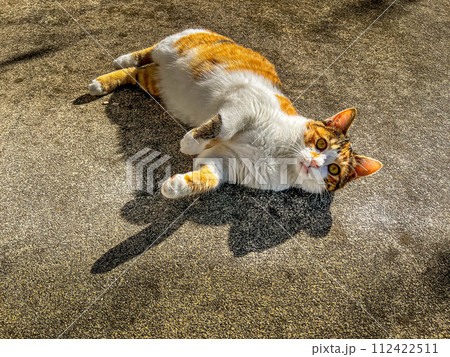 ころころ猫 112422511