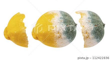 Rotten moldy lemon Rotten moldy lemon 112422836