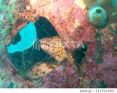 野生のウツボ 野生のウツボ 112422880