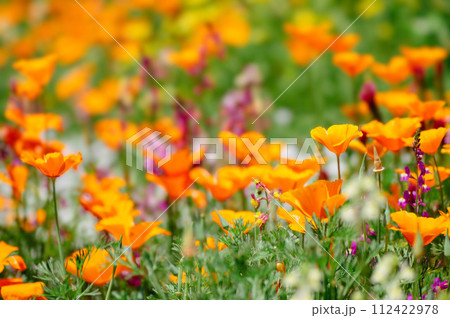 カリフォルニアポピーの花畑 112422978
