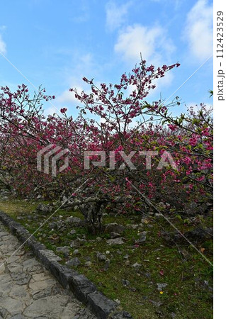 今帰仁城跡の桜 今帰仁城跡の桜 112423529