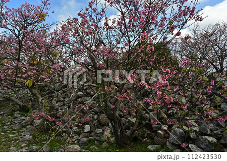 今帰仁城跡の桜 今帰仁城跡の桜 112423530