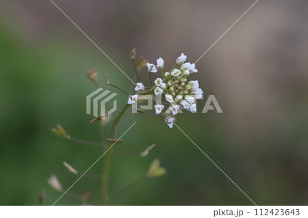 早春の野原に咲く白いナズナの花 早春の野原に咲く白いナズナの花 112423643