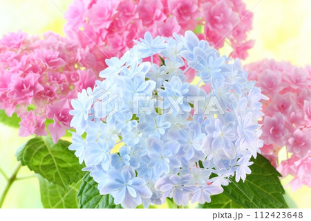 水色のアジサイ ピンク色のアジサイ 細かい八重咲の花が密集 水色のアジサイ ピンク色のアジサイ 細かい八重咲の花が密集 112423648