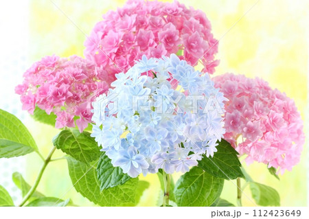 水色のアジサイ ピンク色のアジサイ 細かい八重咲の花が密集 水色のアジサイ ピンク色のアジサイ 細かい八重咲の花が密集 112423649