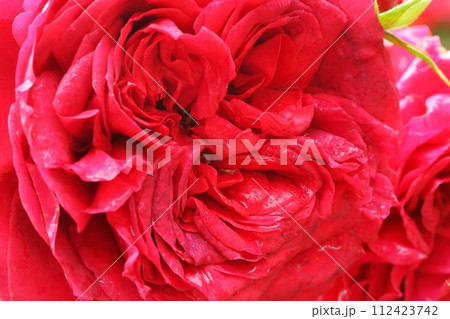 鮮やかな赤色の薔薇 クローズアップ 鮮やかな赤色の薔薇 クローズアップ 112423742