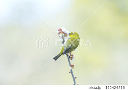 梅の花とメジロ 112424216