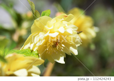 クリスマスローズ クリスマスローズ 112424243