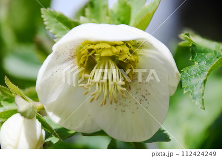 クリスマスローズ クリスマスローズ 112424249