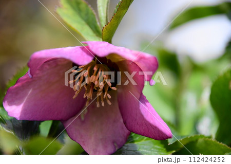 クリスマスローズ クリスマスローズ 112424252