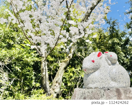 琵琶湖疏水付近の三尾神社境内のウサギ 112424262