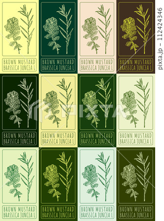 Set of vector drawing BROWN MUSTARD in various colors. Hand drawn illustration. The Latin name is BRASSICA JUNCEA L. Set of vector drawing BROWN MUSTARD in various colors. Hand drawn illustration. The Latin name is BRASSICA JUNCEA L. 112424346