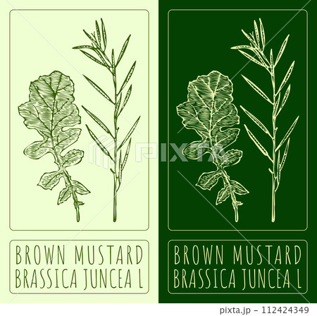 Vector drawing BROWN MUSTARD. Hand drawn illustration. The Latin name is BRASSICA JUNCEA L. 112424349