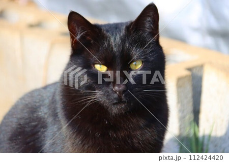 ゆずの里毛呂山町の里山で幸せに暮らす黒猫が見つめる光景 112424420