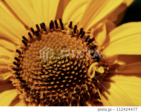 The image captures the intricate details of a flowers core, surrounded by bright yellow petals. The image captures the intricate details of a flowers core, surrounded by bright yellow petals. 112424477