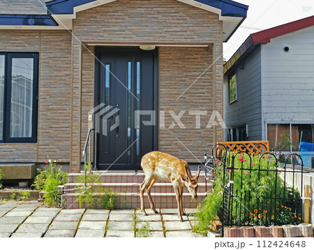 玄関先のコスモスを食べるエゾシカ　ガーデニングや家庭菜園を荒らす野生の鹿　北海道　住宅地 112424648