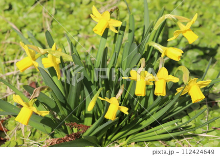 早春の庭に咲く黄色いミニ水仙（テターテート）の花 112424649
