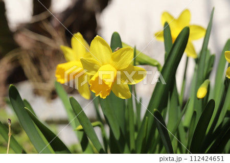早春の庭に咲く黄色いミニ水仙（テターテート）の花 112424651