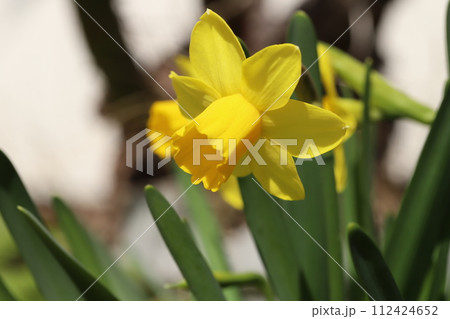 早春の庭に咲く黄色いミニ水仙（テターテート）の花 112424652