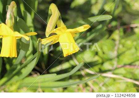 早春の庭に咲く黄色いミニ水仙(テターテート)の花 早春の庭に咲く黄色いミニ水仙(テターテート)の花 112424656