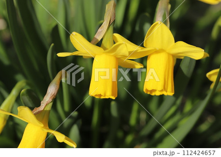 早春の庭に咲く黄色いミニ水仙(テターテート)の花 早春の庭に咲く黄色いミニ水仙(テターテート)の花 112424657