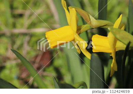 早春の庭に咲く黄色いミニ水仙(テターテート)の花 早春の庭に咲く黄色いミニ水仙(テターテート)の花 112424659
