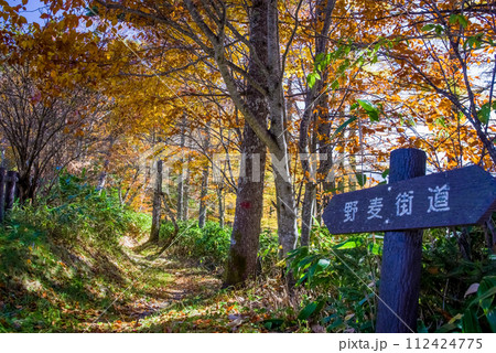 旧野麦街道の鮮やかな紅葉【県境・お助け小屋周辺】 112424775